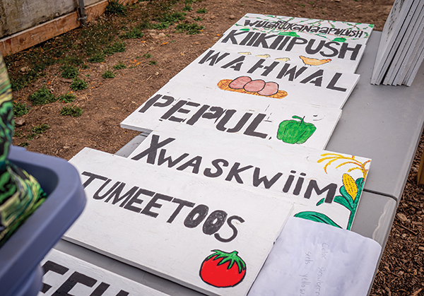 Student-created signs showing different crops in Indigenous languages